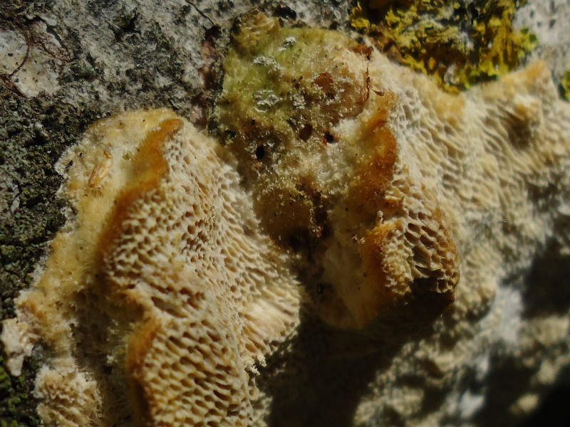 Del 17 Maggio (Trametes trogii)
